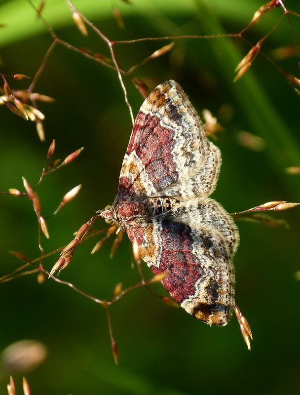 piadivka hnedočervená Xanthorhoe spadicearia