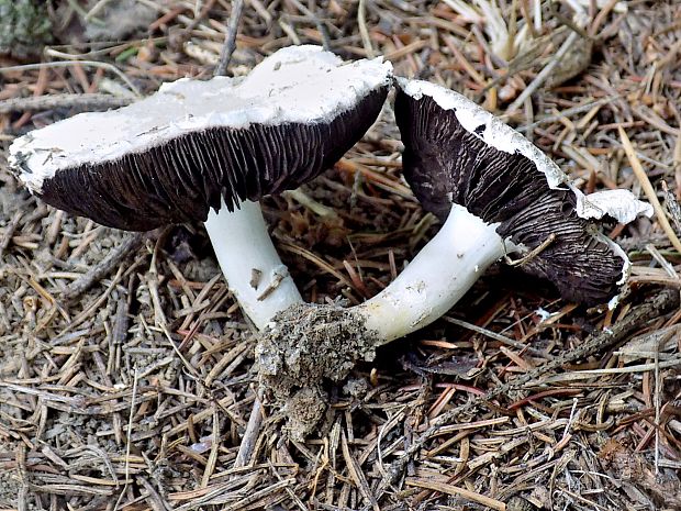 pečiarka páchnuca Agaricus xanthodermus Genev.