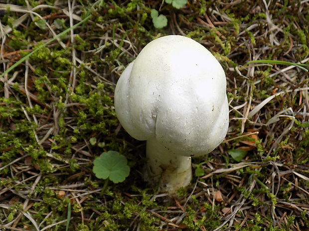 pečiarka páchnuca Agaricus xanthodermus Genev.