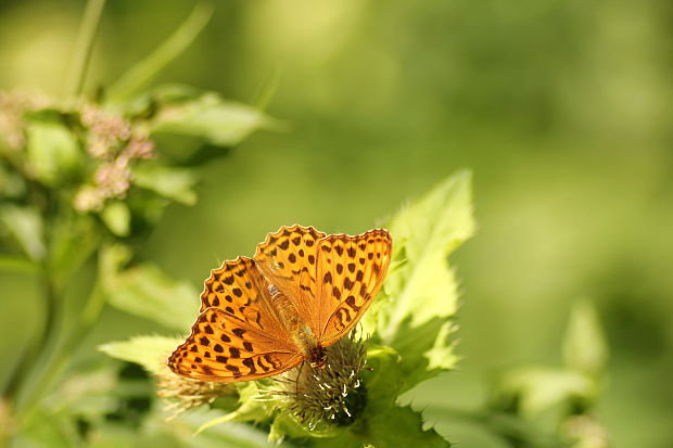 perlovec striebristopásy Argynnis paphia