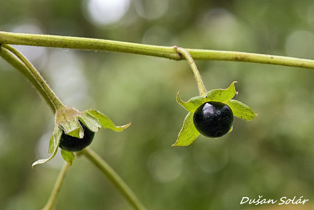 ľuľkovec zlomocný Atropa bella-donna L.