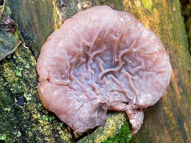 uchovec bazový Auricularia auricula-judae (Bull.) Quél.