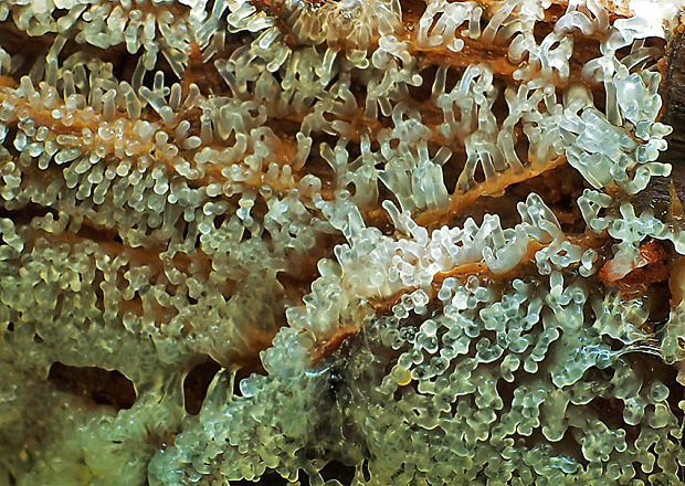 rohačka kríčkovitá Ceratiomyxa fruticulosa var. fruticulosa (O.F. Müll.) T. Macbr