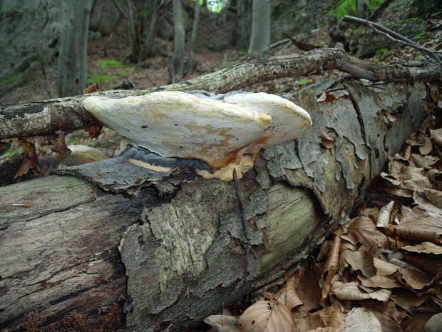 práchnovček pásikavý Fomitopsis pinicola (Sw.) P. Karst.