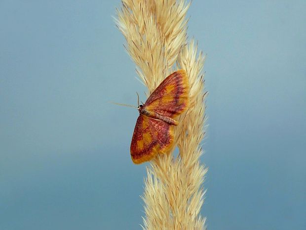 piadica červená (sk) / žlutokřídlec rudoskvrnný (cz) Idaea muricata Hufnagel, 1767