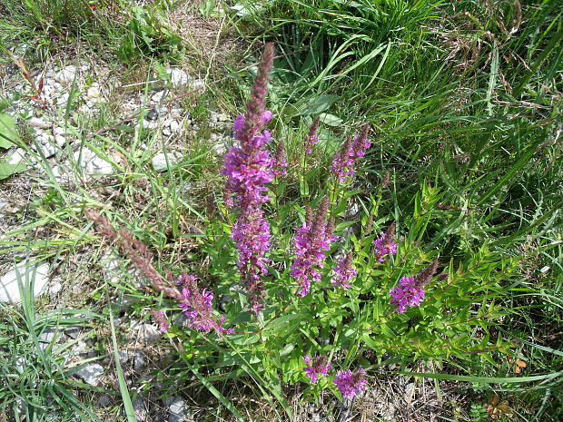 vrbica vŕbolistá Lythrum salicaria L.