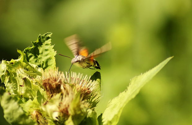 lišaj marinkový Macroglossum stellatarum