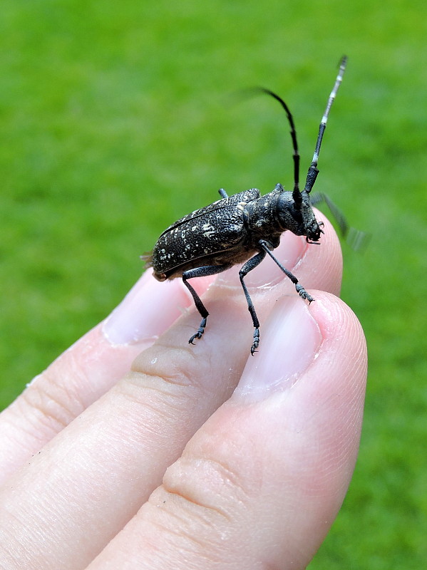 vrzúnik pralesový  Monochamus sartor