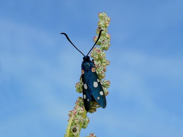 vretienka ranostajová (sk) / vřetenuška čičorková (cz) Zygaena ephialtes Linnaeus, 1767