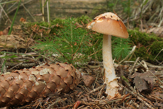 muchotrávka plavohnedá Amanita fulva Fr.