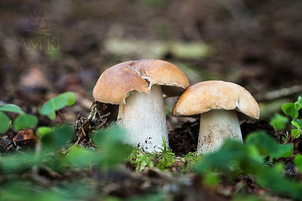 hríb smrekový Boletus edulis Bull.