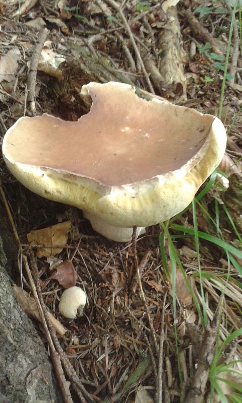 hríb smrekový Boletus edulis Bull.