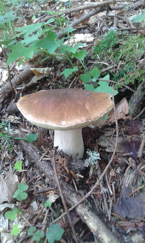 hríb smrekový Boletus edulis Bull.