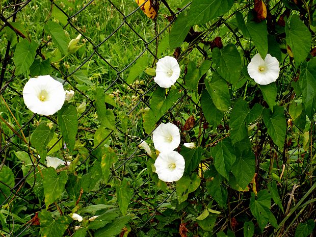 povoja plotná Calystegia sepium (L.) R. Br.