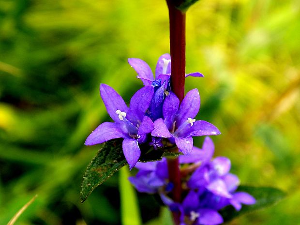 zvonček klbkatý Campanula glomerata agg. L.