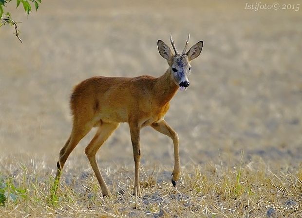 srnec lesný Capreolus capreolus