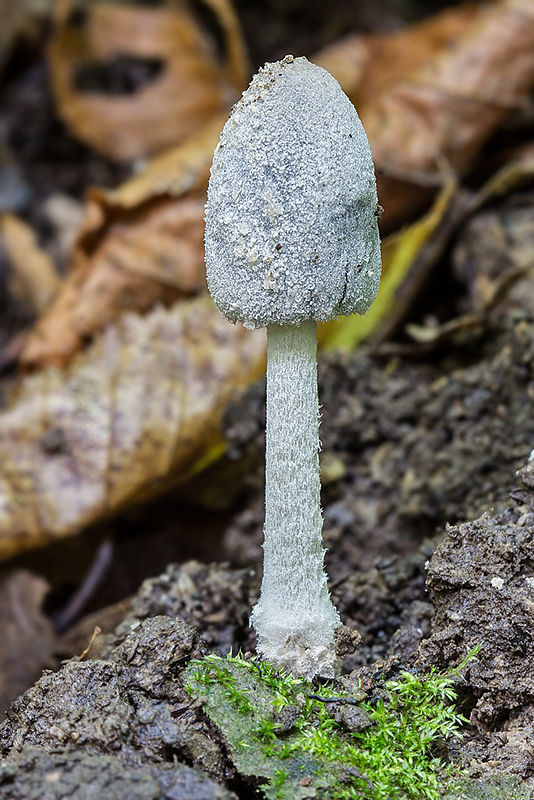 hnojník Coprinopsis sekcia Narcotici