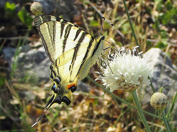 otakárek ovocný Iphiclides podalirius