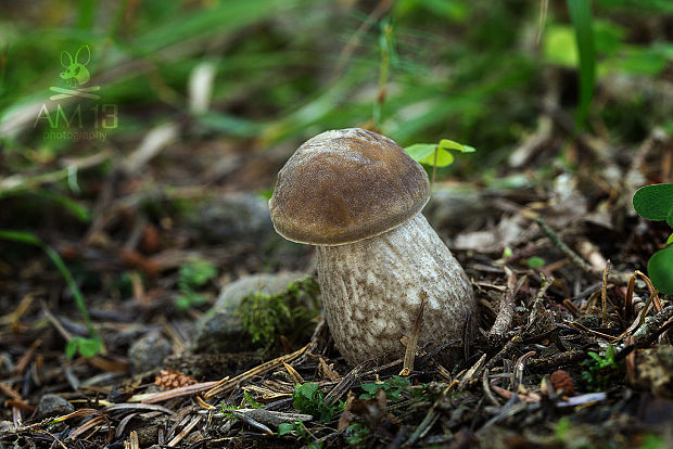 kozák hrabový Leccinum pseudoscabrum (Kallenb.) Šutara