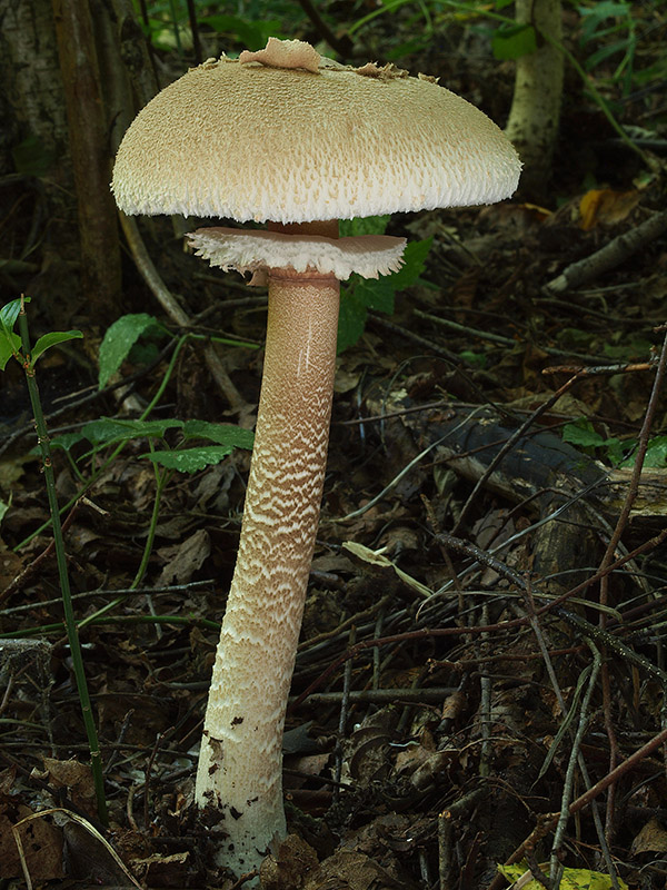 bedľa Konradova Macrolepiota konradii (Huijsman ex P.D. Orton) M.M. Moser