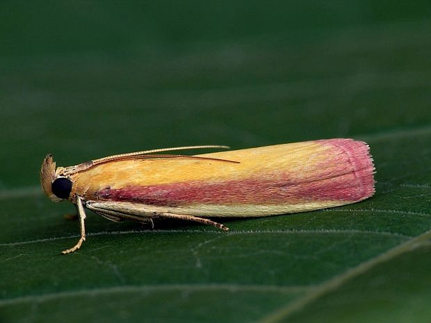 vijačka lucernová (sk) / zavíječ červenožlutý (cz) Oncocera semirubella Scopoli, 1763