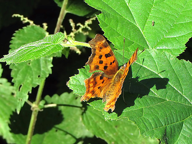 babočka bílé c Polygonia c-album