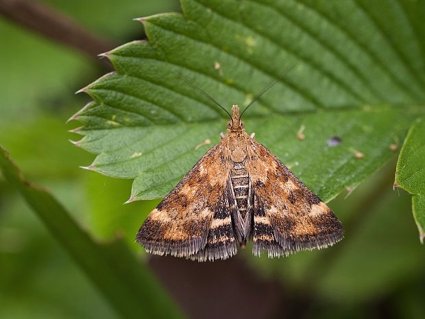 vijačka stepná Pyrausta despicata   (Scopoli, 1763)