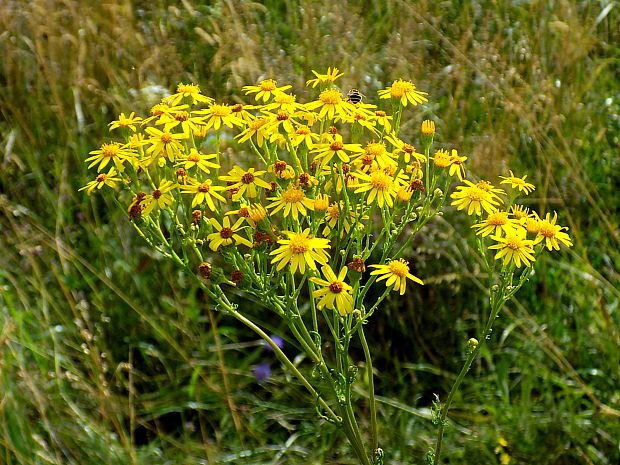 starček jakubov Senecio jacobaea L.