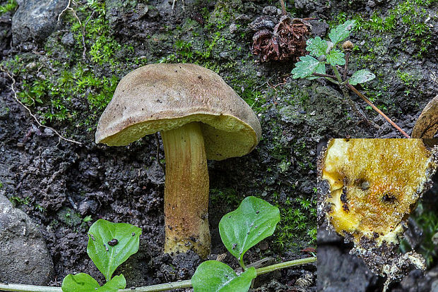 suchohríb Xerocomellus cf. engelii (Hlaváček) Šutara