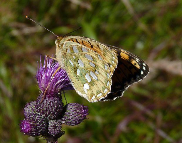 perlovec veľký / perleťovec velký  Argynnis aglaja