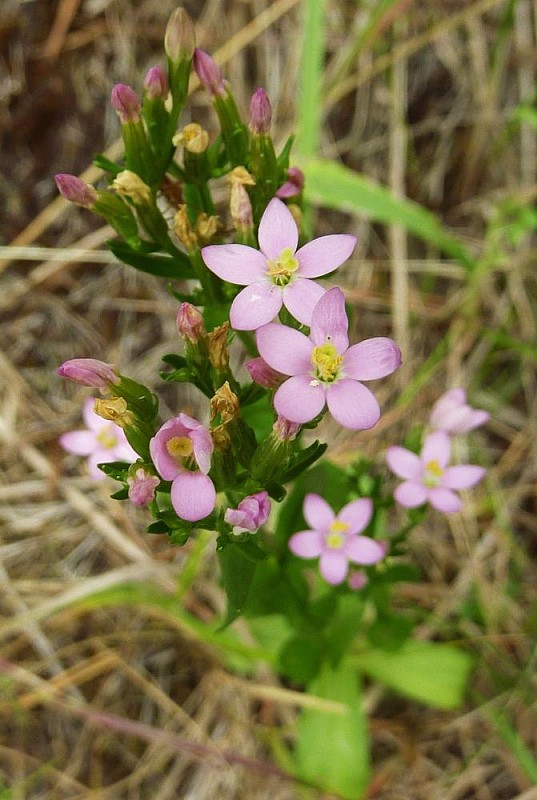 zemežlč menšia rakúska Centaurium erythraea ssp.austriaca