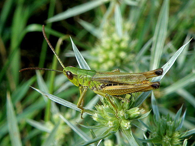 koník lúčny Chorthippus montanus