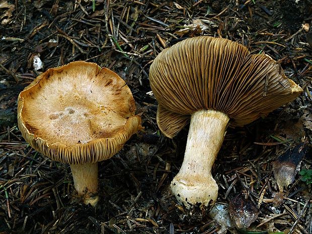 pavučinovec premenlivý olivový Cortinarius glaucopus var. olivaceus (M.M. Moser) Quadr.