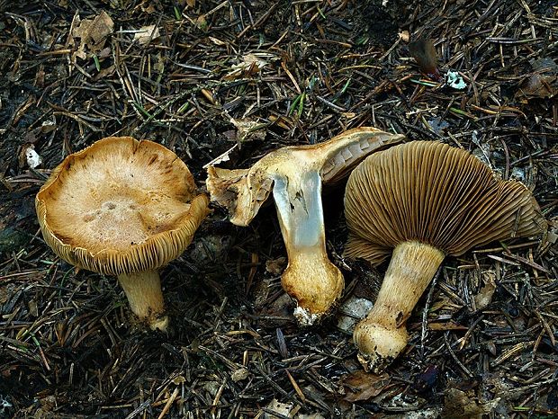 pavučinovec premenlivý olivový Cortinarius glaucopus var. olivaceus (M.M. Moser) Quadr.