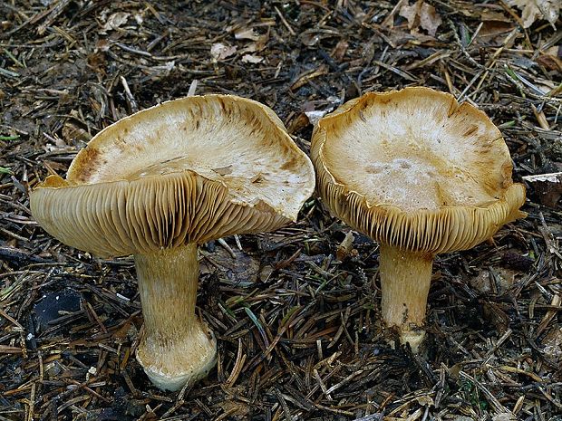 pavučinovec premenlivý olivový Cortinarius glaucopus var. olivaceus (M.M. Moser) Quadr.