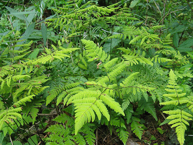 peračina dúbravová Gymnocarpium dryopteris (L.) Newman