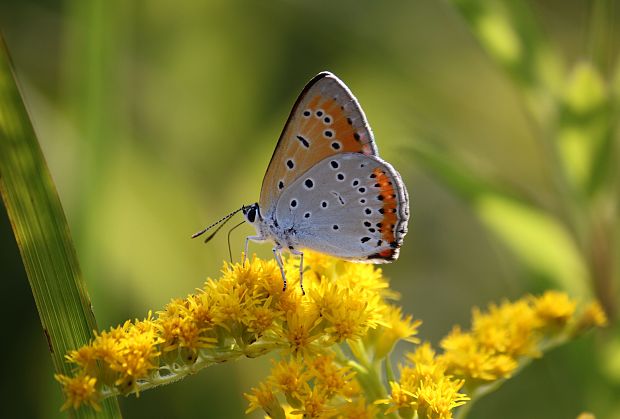 ohniváčik veľký  Lycaena dispar