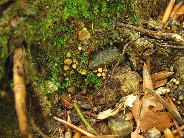 šošovka žltá Podophacidium xanthomelum (Pers.) Kavina