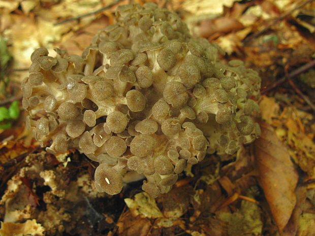 trúdnik klobúčkatý Polyporus umbellatus (Pers.) Fr.