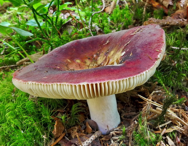 plávka Russula sp.