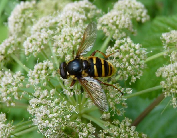 pestrica / pestřenka tichá  Sericomyia silentis