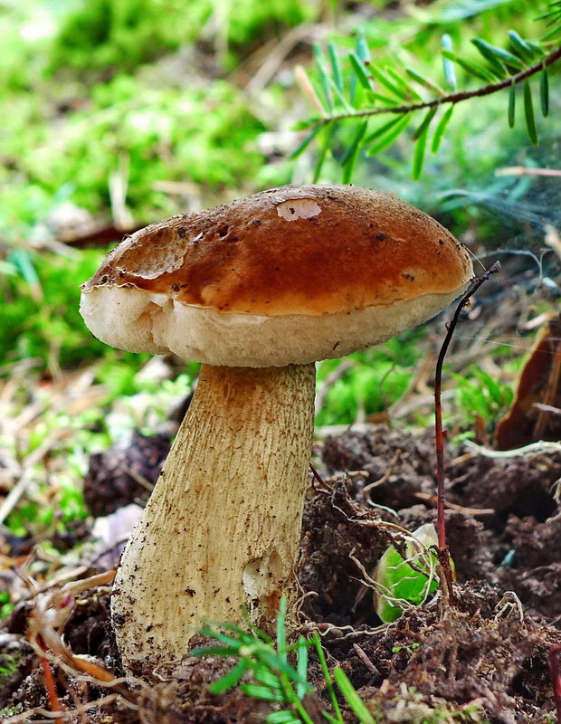 podhríb žlčový Tylopilus felleus (Bull.) P. Karst.