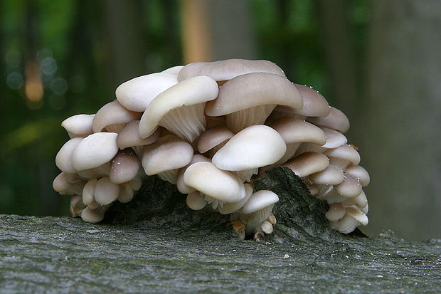 hliva buková Pleurotus pulmonarius (Fr.) Quél.