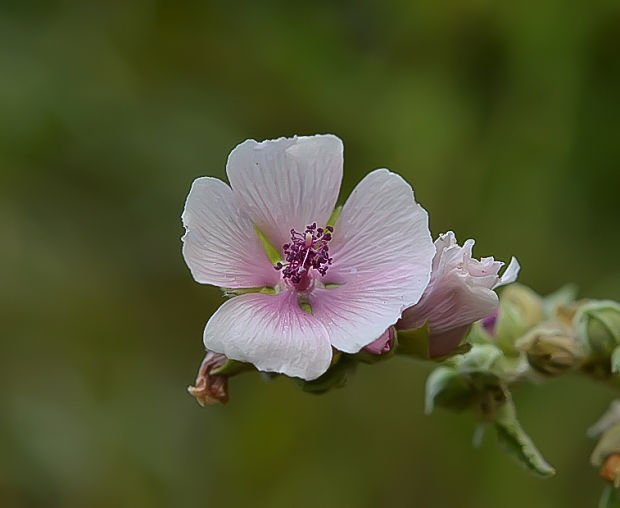 ibiš lekársky Althaea officinalis L.