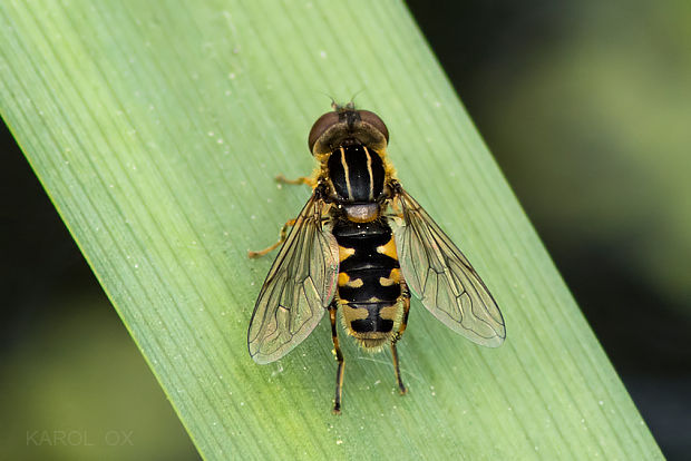 pestrica Anasimyia lineata