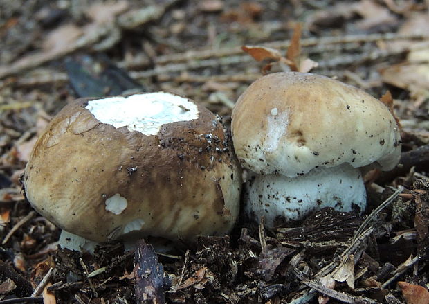 hríb smrekový Boletus edulis Bull.