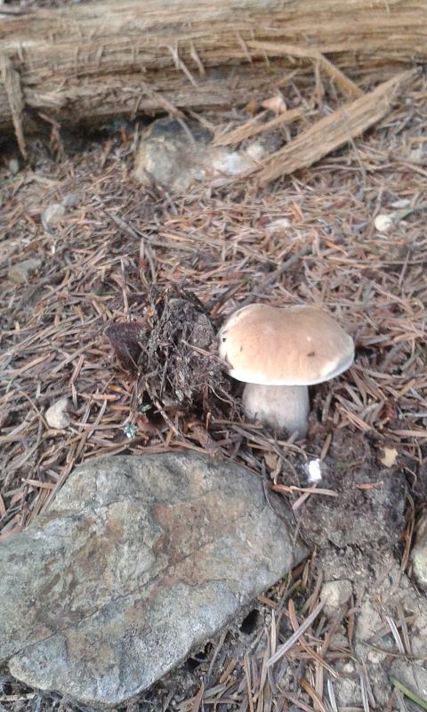 hríb smrekový Boletus edulis Bull.