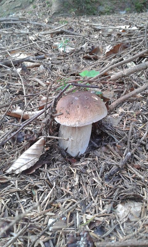 hríb smrekový Boletus edulis Bull.