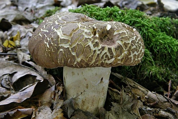 hríb príveskatý Butyriboletus appendiculatus (Schaeff. ex Fr.) Secr.