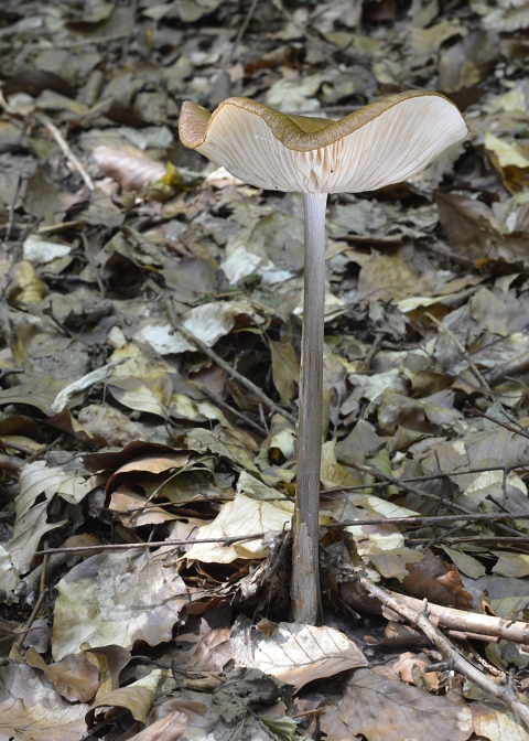 sliznačka koreňujúca Hymenopellis radicata (Relhan) R.H. Petersen